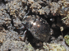 Lamprobyrrhulus nitidus