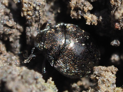 Lamprobyrrhulus nitidus