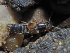 Oxypoda acuminata