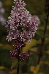 Syringa × prestoniae