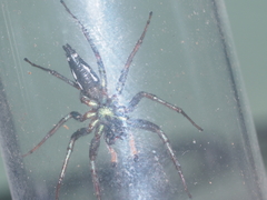 Cosmophasis thalassina