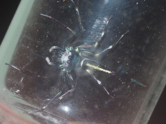 Cosmophasis thalassina