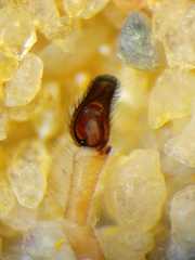 Cosmophasis thalassina