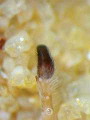 Cosmophasis thalassina