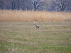 Ardea cinerea