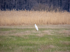 Ardea alba