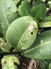 Paralopostega serpentina