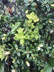 Metrosideros rugosa