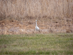 Ardea alba