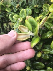 Metrosideros rugosa