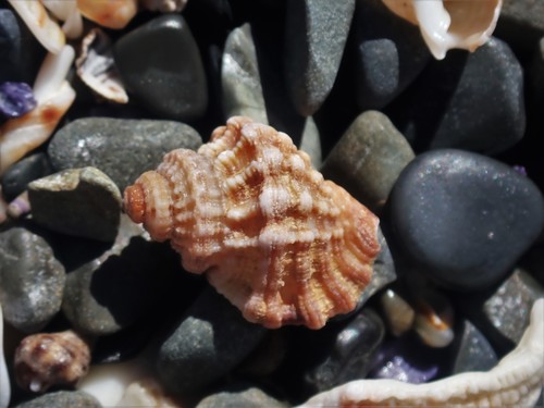 Turritriton labiosus (W.Wood, 1828)