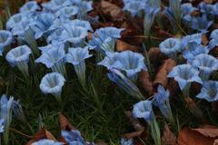 Gentiana sino-ornata