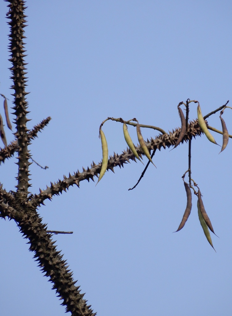 Indian coral tree (Erythrina variegata) - Botanical Realm