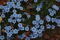 Gentiana sino-ornata