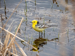 Motacilla citreola