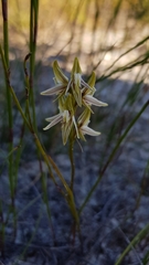 Prasophyllum striatum