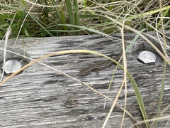Pseudemoia pagenstecheri