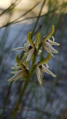 Prasophyllum striatum