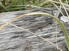 Pseudemoia pagenstecheri