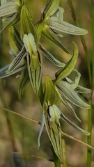 Prasophyllum striatum