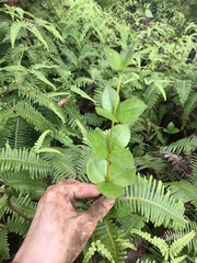 Alyxia stellata