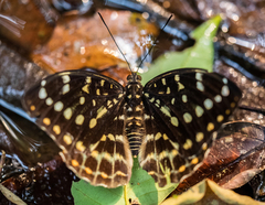 Lexias cyanipardus