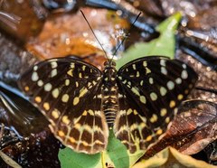Lexias cyanipardus