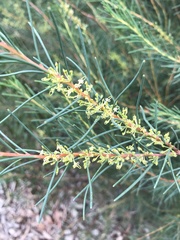 Hakea nodosa