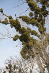 Viscum album