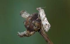 Cochylimorpha santolinana