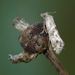 Cochylimorpha santolinana - Photo (c) Kristian Leahy, algunos derechos reservados (CC BY-NC), subido por Kristian Leahy