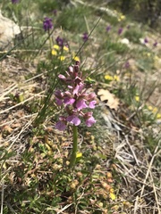 Anacamptis morio morio