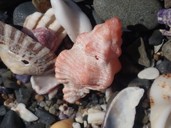 Chicoreus denudatus