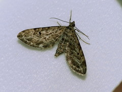 Eupithecia nanata