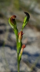Pterostylis furva