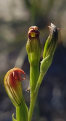 Pterostylis furva