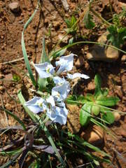 Moraea ciliata