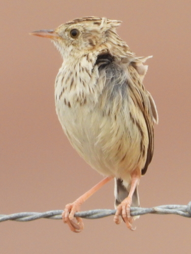 Cloud Cisticola (Cisticola textrix), photo 3