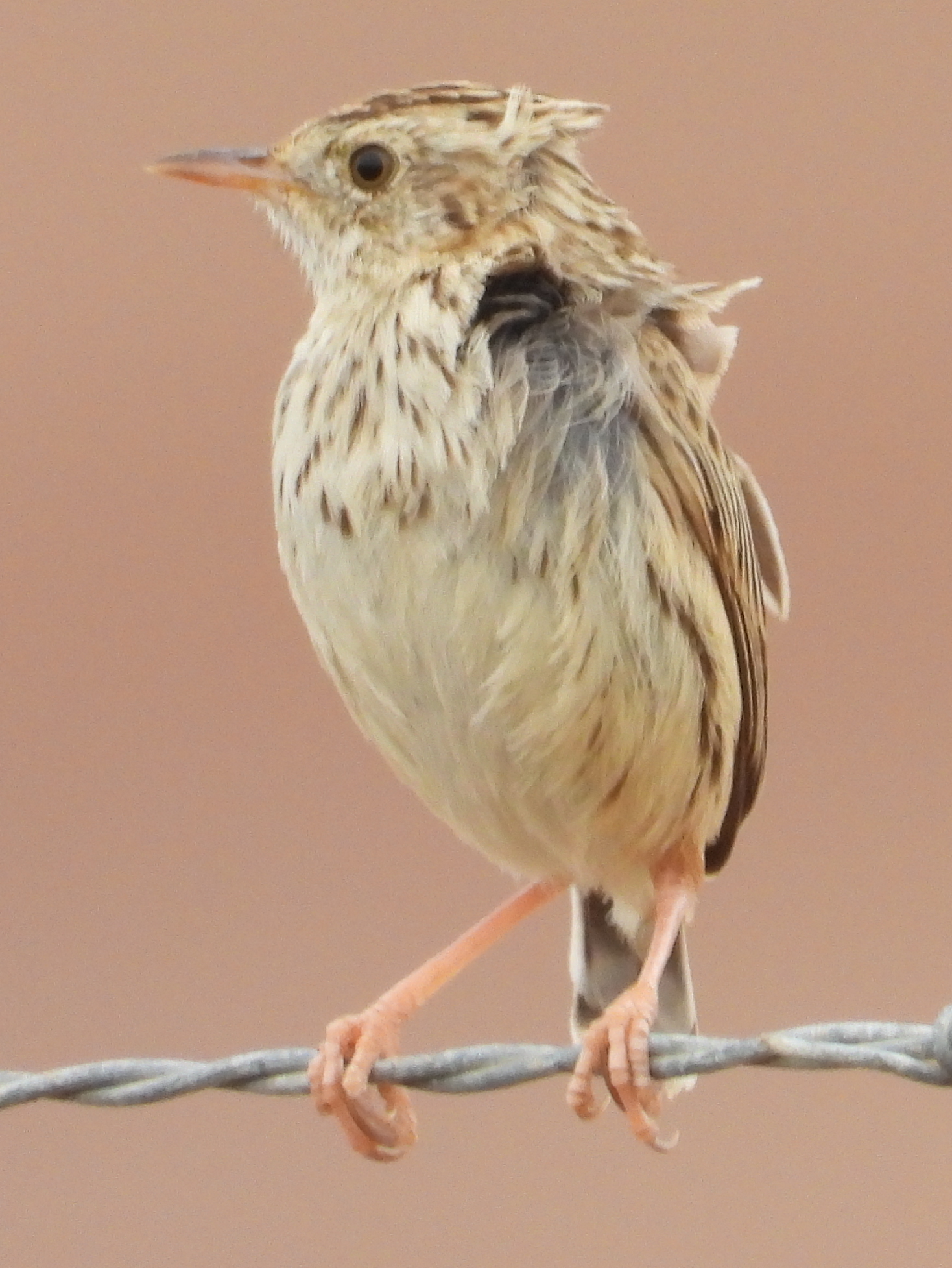 Cloud Cisticola (Cisticola textrix), photo 3