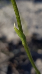 Pterostylis furva