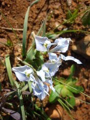 Moraea ciliata
