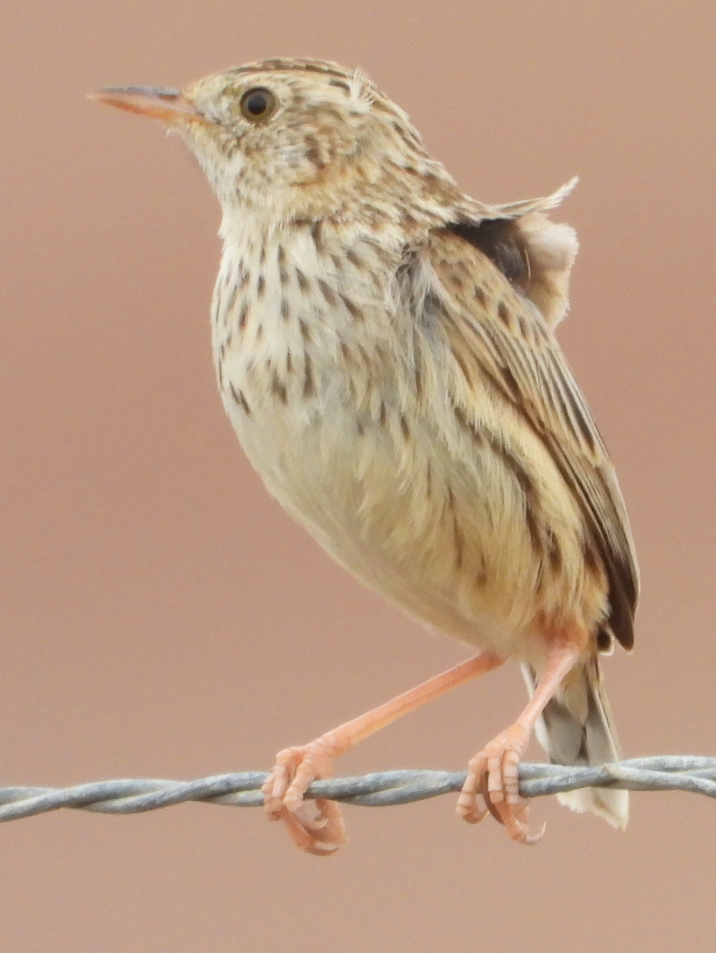 Cloud Cisticola (Cisticola textrix), photo 4