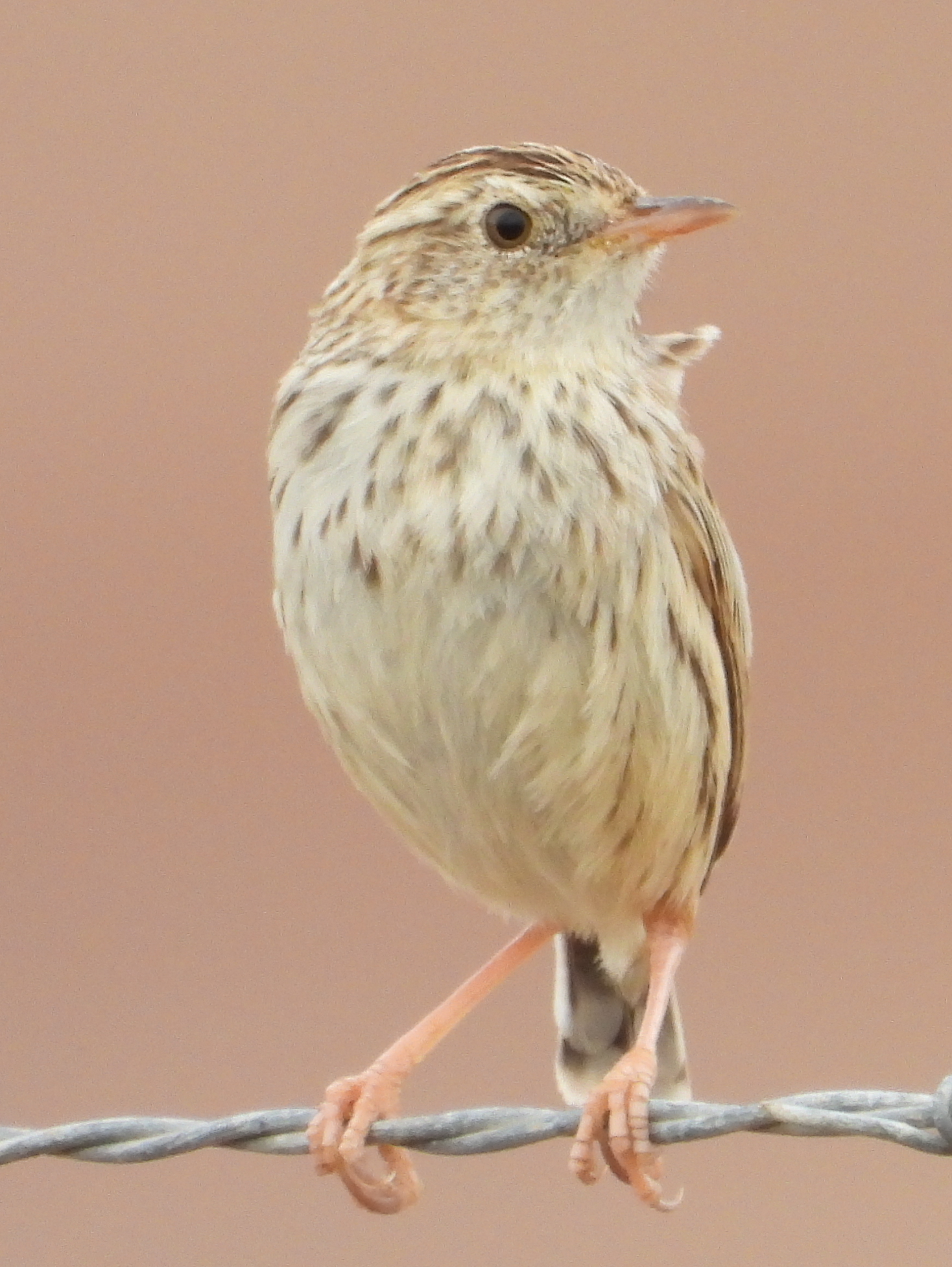 Cloud Cisticola (Cisticola textrix), photo 10