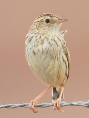 Cisticola textrix