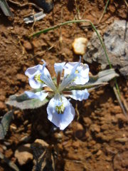 Moraea ciliata