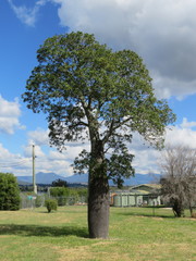 Brachychiton rupestris