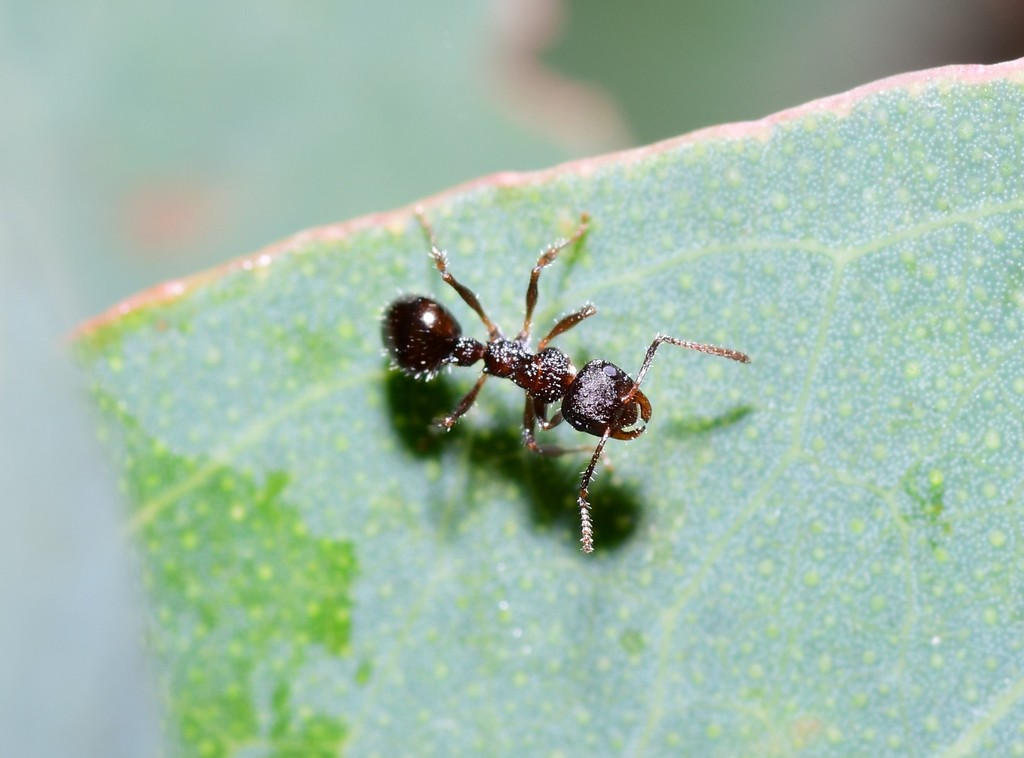 Pseudonotoncus eurysikos