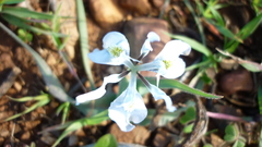 Moraea ciliata