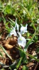 Moraea ciliata