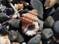 Turritriton labiosus